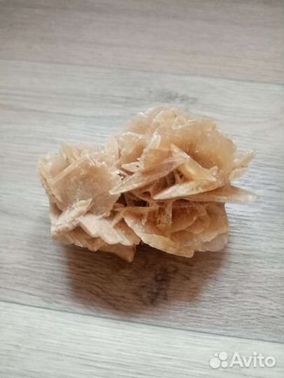 Роза из Сахары