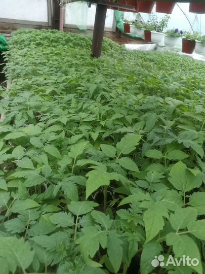 Рассада помидор, огурцов, перца,баклажан