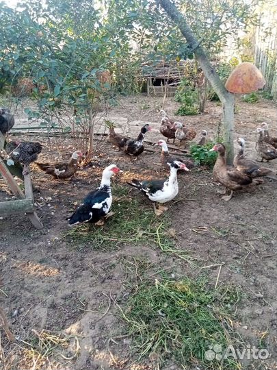 Индоутки мускусные