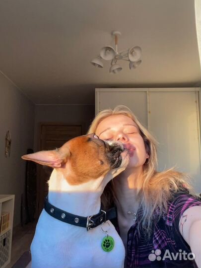 Выгул и передержка собак