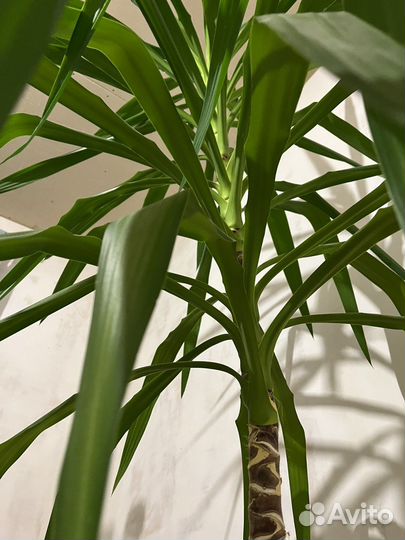 Юкка комнатная