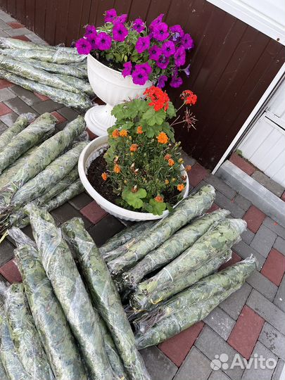 Веники банные