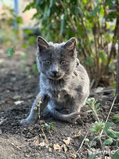 Котята в добрые руки бесплатно