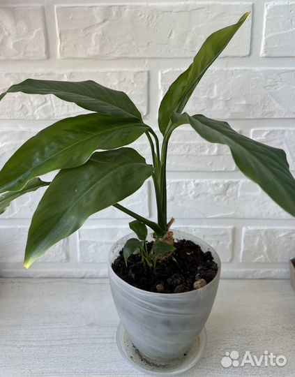 Спатифиллум белый (женское счастье)