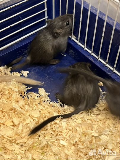 Монгольская песчанка