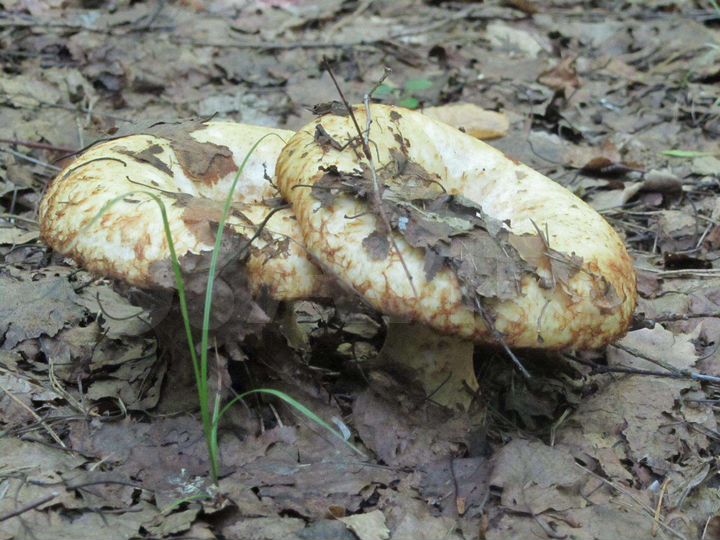 Дом 25,8 м² на участке 25,7 сот.