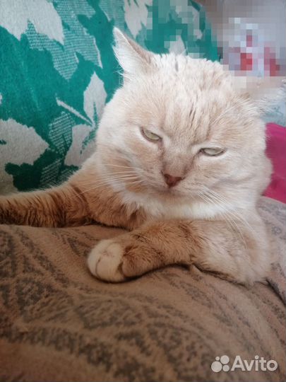 В добрые руки