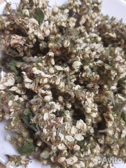 Боярышник цветы, Вероника дубравная