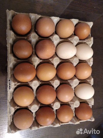 Домашние куриные яйца