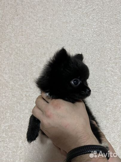 Померанский щпиц мини