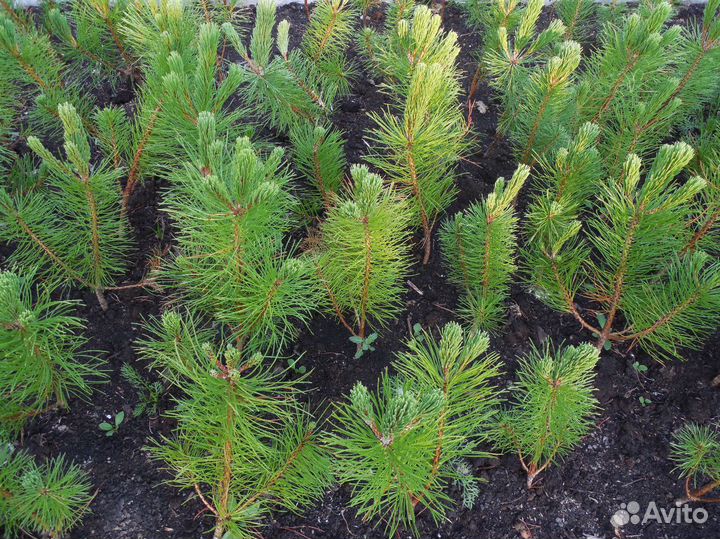 Сосны (саженцы)
