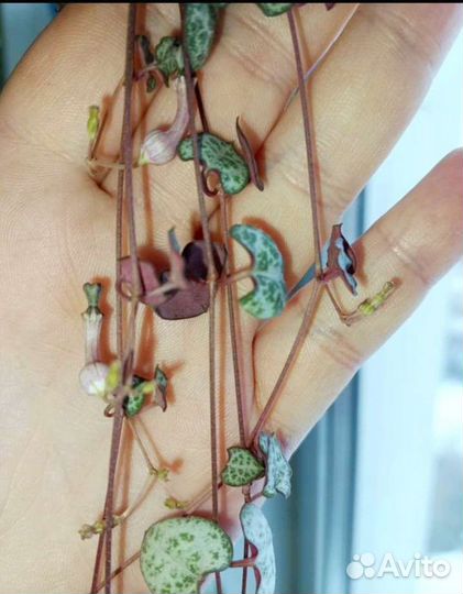 Циропегия Вуда