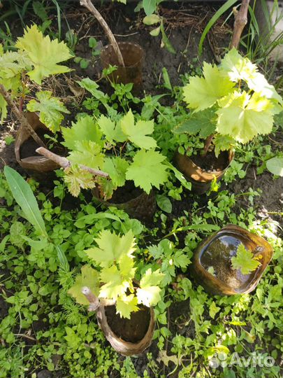 Саженцы винограда