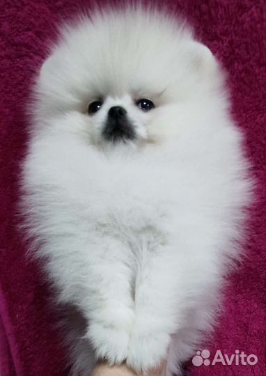 Мини девочка и мальчик