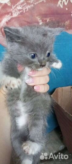 Кошка в дар бесплатно