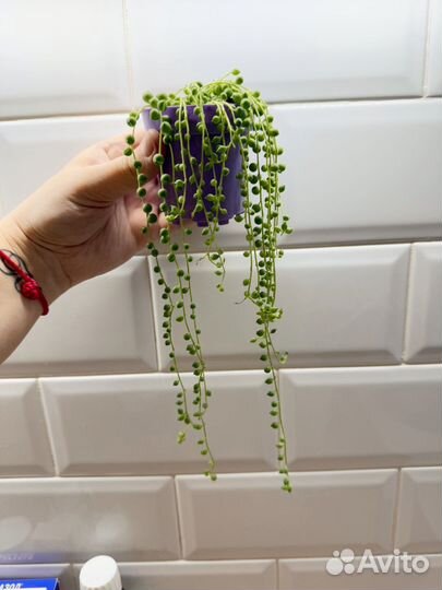 Крестовник роули