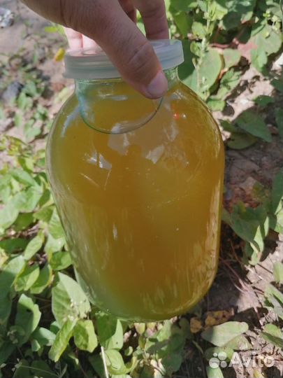 Мед свежий 2023 (с доставкой)