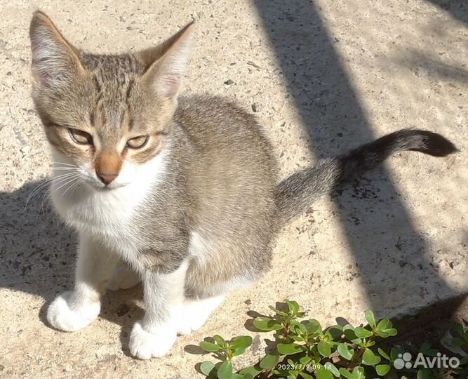 Котята,к лотку приучены