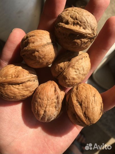 Орех грецкий