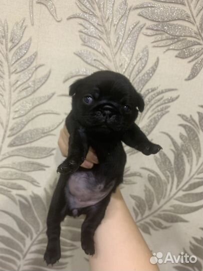 Щенки мопса