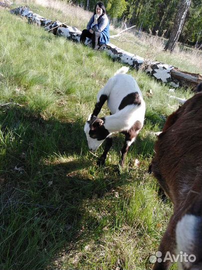 Козы. Коза на мясо