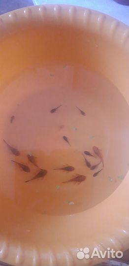 Сомики анциструсы тигровые и чёрные