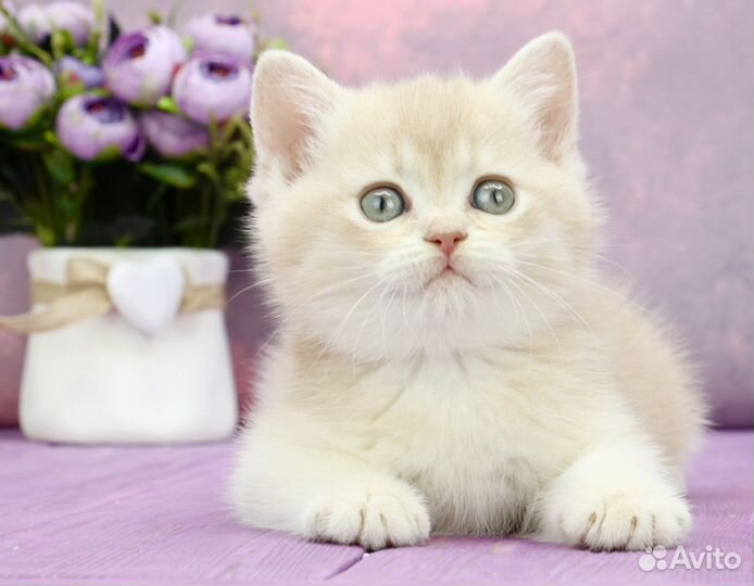 Британская лиловая золотая шиншилла шелл cy12 кот2