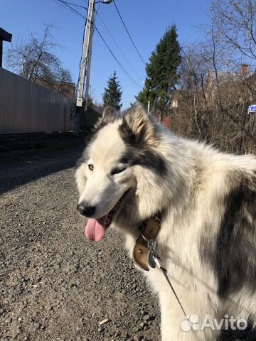 Обучение и дрессировка собак
