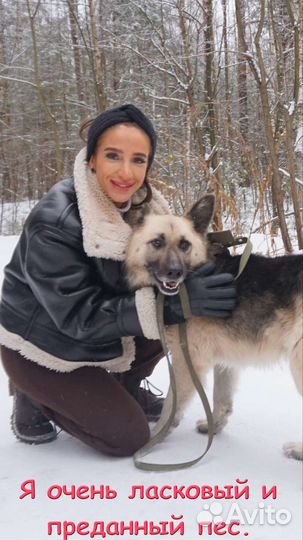 Восточноевропейская овчарка