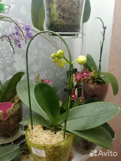 Орхидея Мадонна