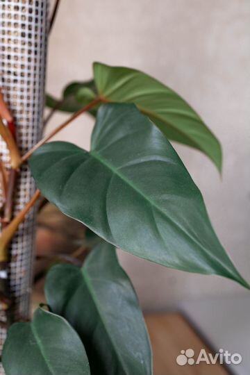 Филодендрон краснеющий