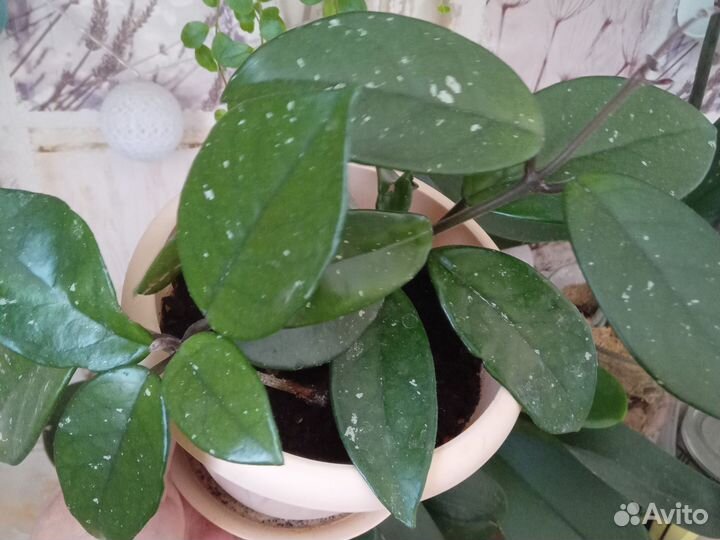 Хойя. Восковой плющ