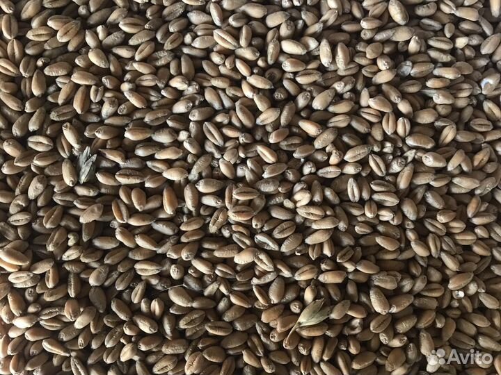 Пшеница кормовая