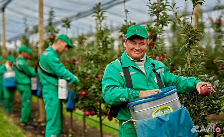 Вахта Сборщик яблок