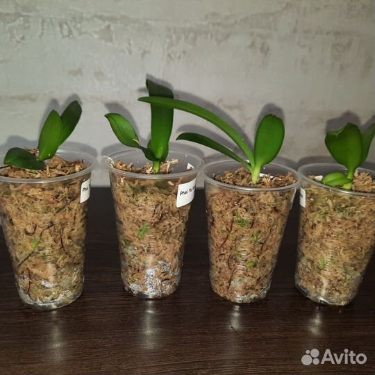 Сеянцы орхидеи из фласки