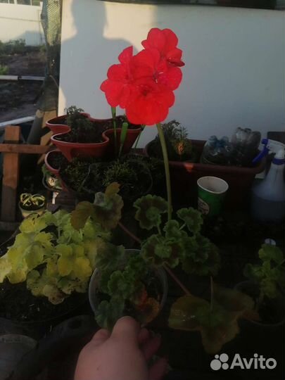 Пеларгония герань