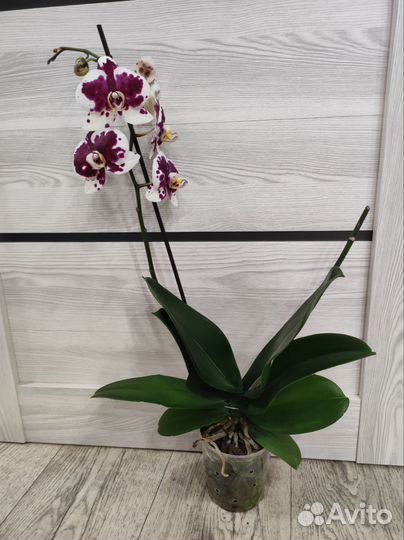 Орхидея фаленопсис