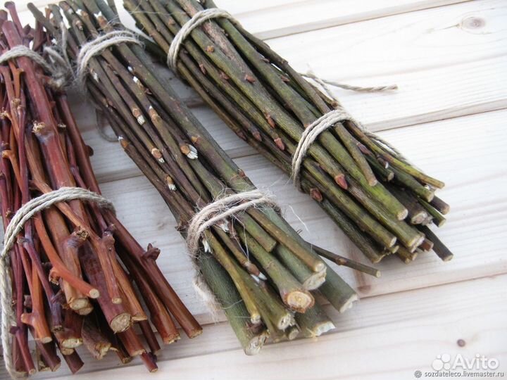 Чернки на срез редких сортов плодовых деревьев