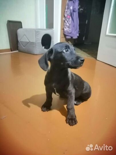 Отдам щенка в хорошие руки