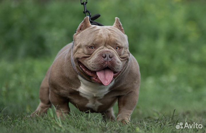 Щенок Американский булли Девочка микро экзот