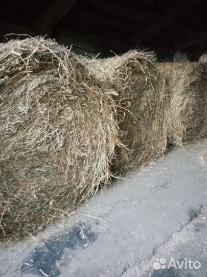 Сено люцерны в тюках