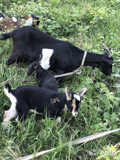 Коза дойная