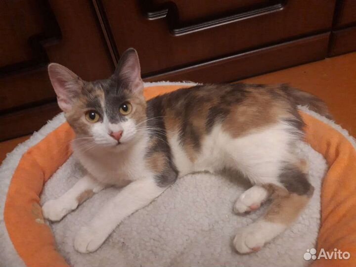 Кошка бесплатно