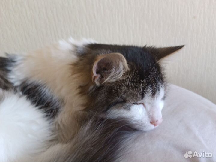 Кошка в дар