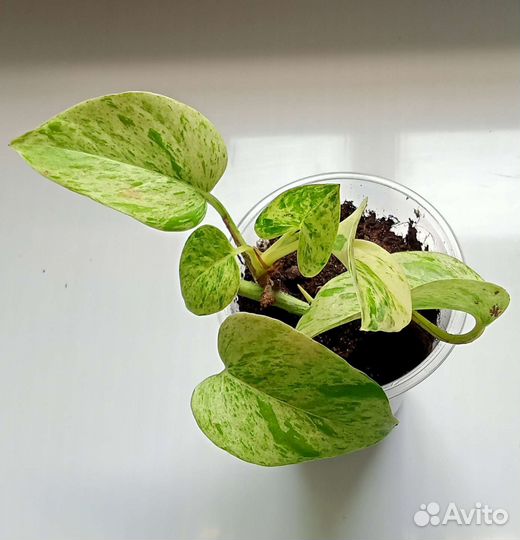 Сингониум, сциндапсусы