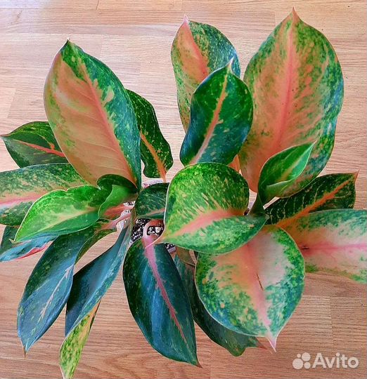 Аглаонема Pink pricess