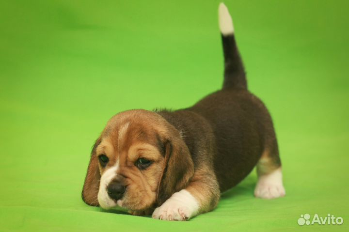 Щенок бигля