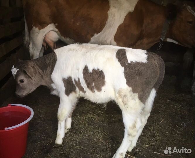 Телочки симменталы