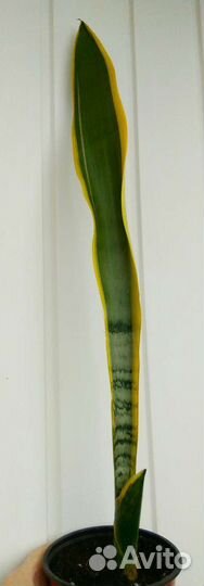 Сансевьеры, ампельные суккуленты