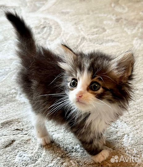 Котенок мальчик в добрые руки